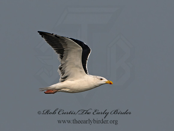 Larus marinus  GREAT BLACK-BACKED GULL 1300628z