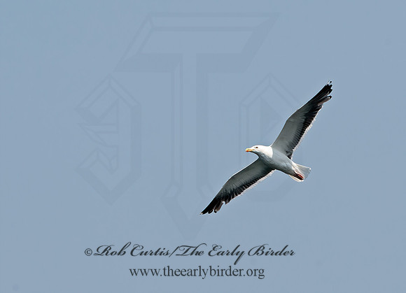 Larus marinus  GREAT BLACK-BACKED GULL 9033219z