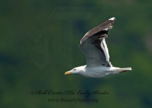 Larus marinus  GREAT BLACK-BACKED GULL 9033203z