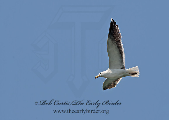 Larus marinus  GREAT BLACK-BACKED GULL 9033221z
