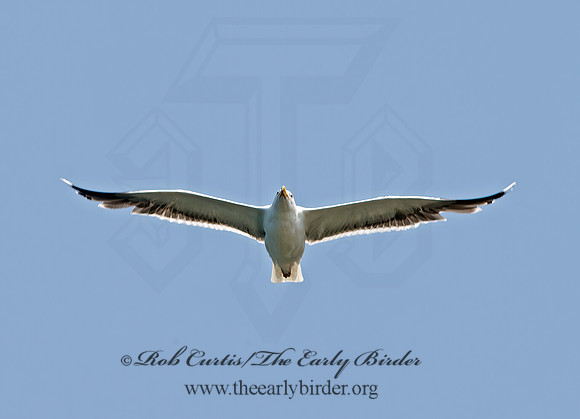 Larus marinus  GREAT BLACK-BACKED GULL 9033228z