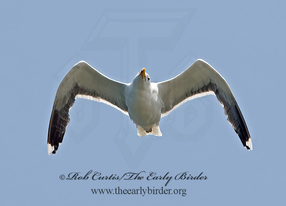 Larus marinus  GREAT BLACK-BACKED GULL 9033230z