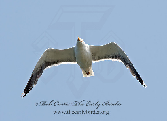 Larus marinus  GREAT BLACK-BACKED GULL 9033232z