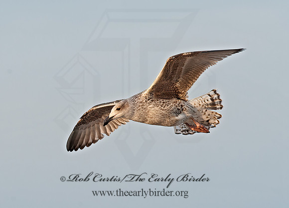Larus marinus  GREAT BLACK-BACKED GULL 8033694z