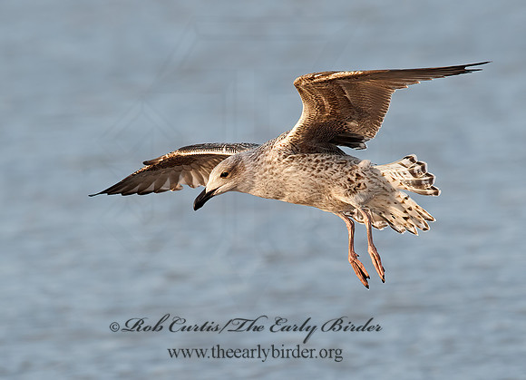 Larus marinus  GREAT BLACK-BACKED GULL 8033695z