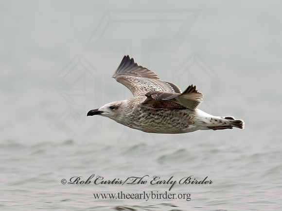 Larus marinus  GREAT BLACK-BACKED GULL 9016206z