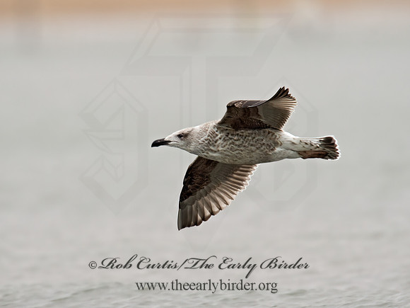 Larus marinus  GREAT BLACK-BACKED GULL 9016207z