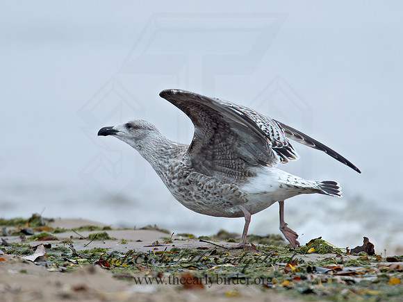 Larus marinus  GREAT BLACK-BACKED GULL 9016244z