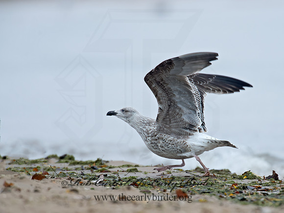 Larus marinus  GREAT BLACK-BACKED GULL 9016245z