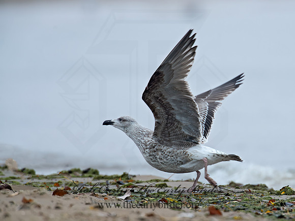 Larus marinus  GREAT BLACK-BACKED GULL 9016246z