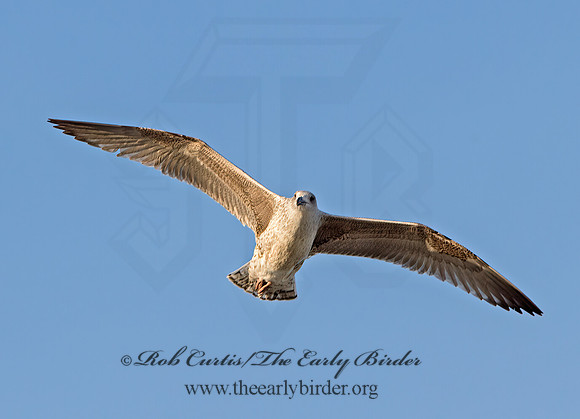 Larus marinus  GREAT BLACK-BACKED GULL 9027239z