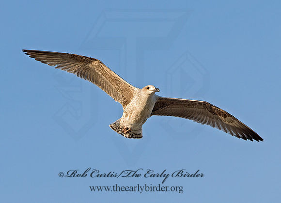 Larus marinus  GREAT BLACK-BACKED GULL 9027240z