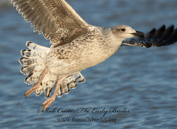 Larus marinus  GREAT BLACK-BACKED GULL 9027306z