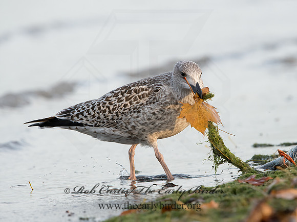 Larus marinus  GREAT BLACK-BACKED GULL 9027333z