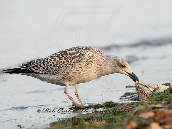 Larus marinus  GREAT BLACK-BACKED GULL 9027334z