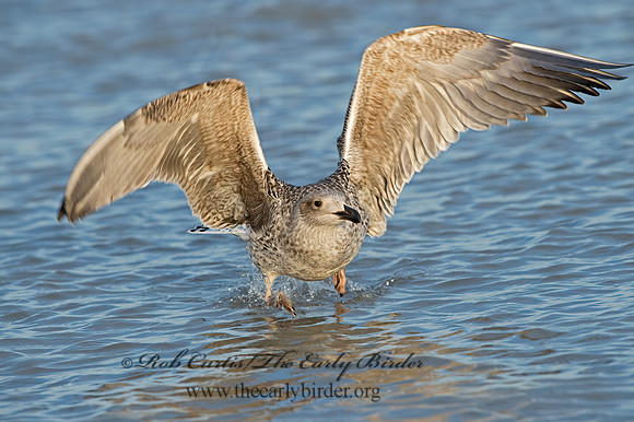 Larus marinus  GREAT BLACK-BACKED GULL 9027304z