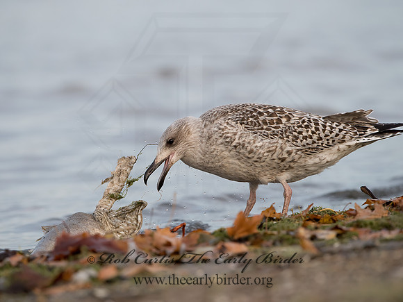 Larus marinus  GREAT BLACK-BACKED GULL 9027361z