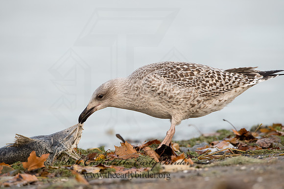 Larus marinus  GREAT BLACK-BACKED GULL 9027356z