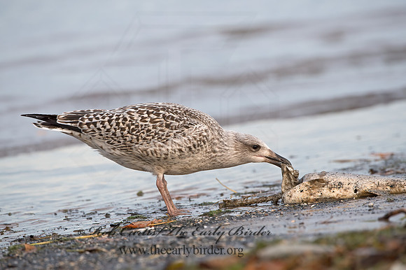 Larus marinus  GREAT BLACK-BACKED GULL 9027385z