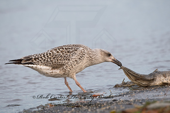Larus marinus  GREAT BLACK-BACKED GULL 9027390z