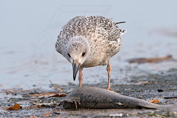 Larus marinus  GREAT BLACK-BACKED GULL 9027400z