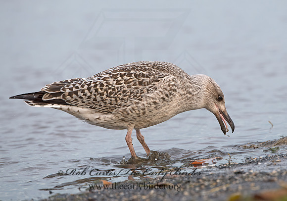 Larus marinus  GREAT BLACK-BACKED GULL 9027391z