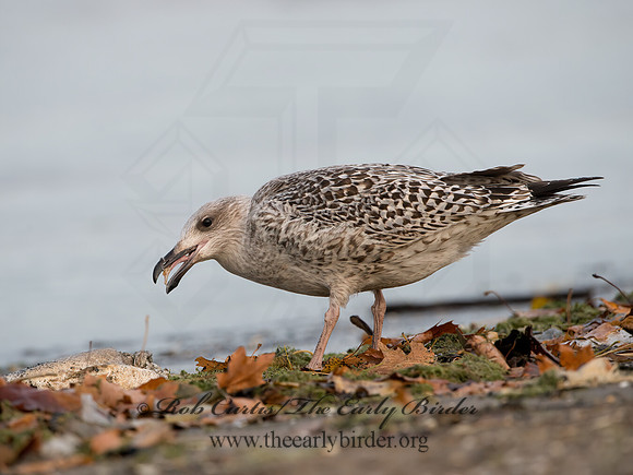 Larus marinus  GREAT BLACK-BACKED GULL 9027363z