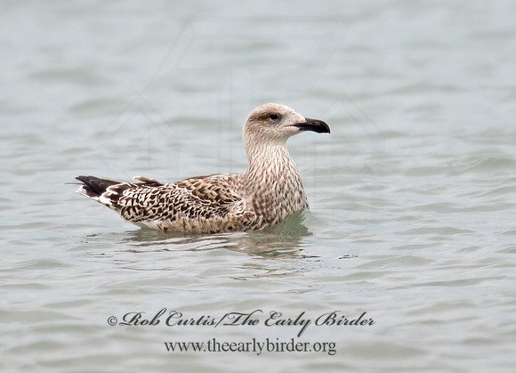 Larus marinus  GREAT BLACK-BACKED GULL 9016190z