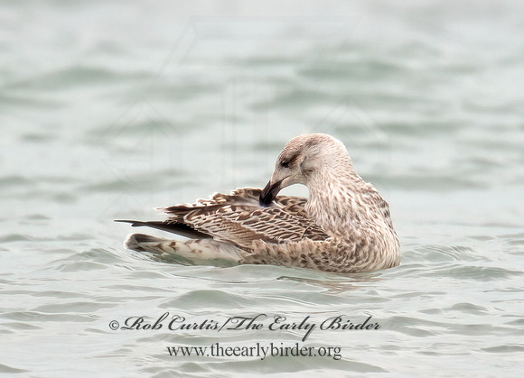 Larus marinus  GREAT BLACK-BACKED GULL 9016194z