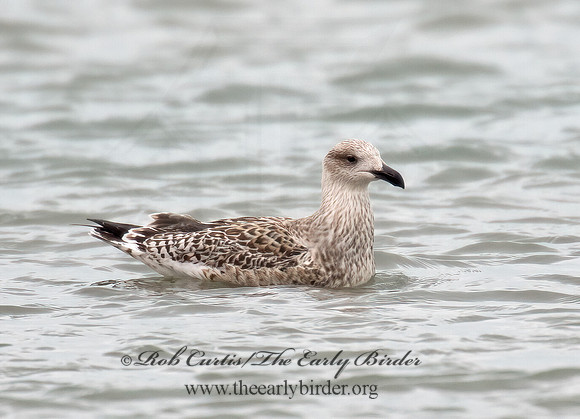 Larus marinus  GREAT BLACK-BACKED GULL 9016196z