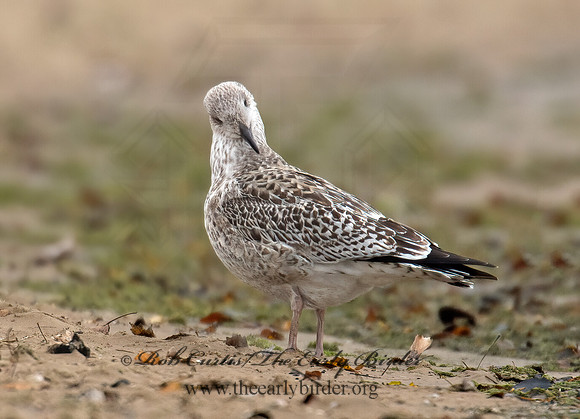 Larus marinus  GREAT BLACK-BACKED GULL 9016208z
