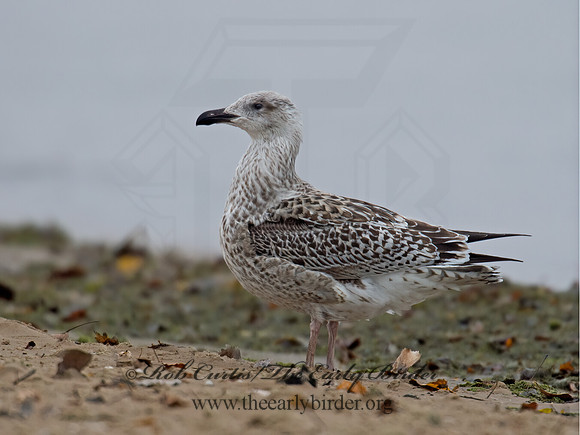 Larus marinus  GREAT BLACK-BACKED GULL 9016209z