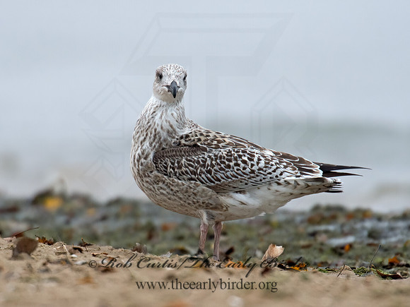 Larus marinus  GREAT BLACK-BACKED GULL 9016212z