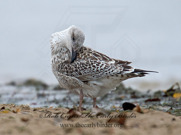 Larus marinus  GREAT BLACK-BACKED GULL 9016214z