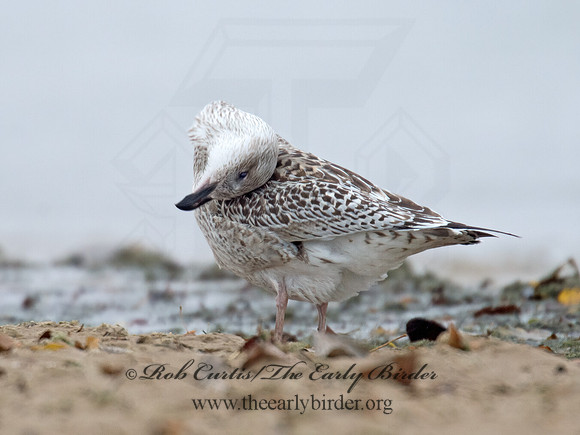 Larus marinus  GREAT BLACK-BACKED GULL 9016215z