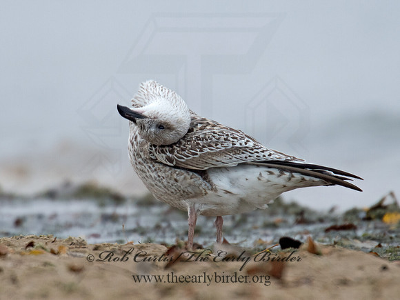 Larus marinus  GREAT BLACK-BACKED GULL 9016216z