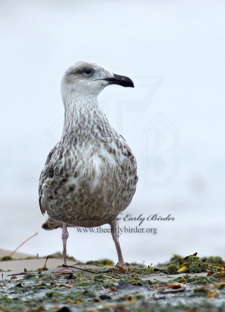 Larus marinus  GREAT BLACK-BACKED GULL 9016222z