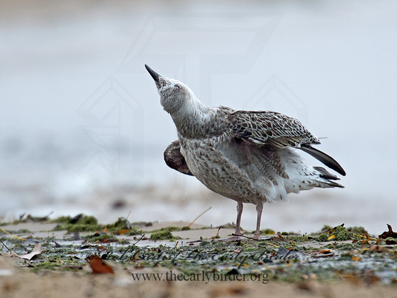 Larus marinus  GREAT BLACK-BACKED GULL 9016224z