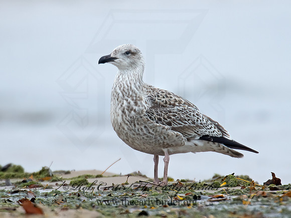 Larus marinus  GREAT BLACK-BACKED GULL 9016229z