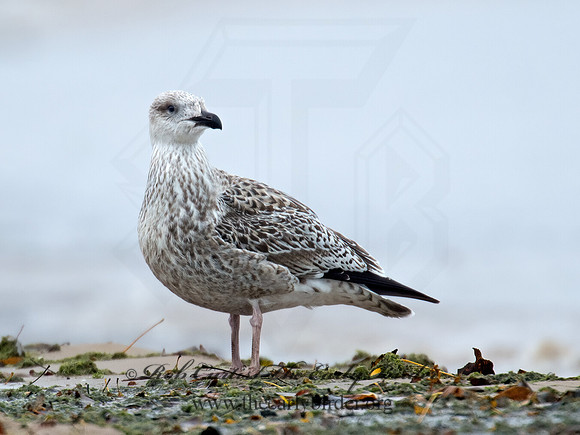 Larus marinus  GREAT BLACK-BACKED GULL 9016228z