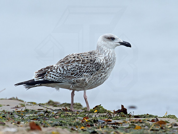 Larus marinus  GREAT BLACK-BACKED GULL 9016240z