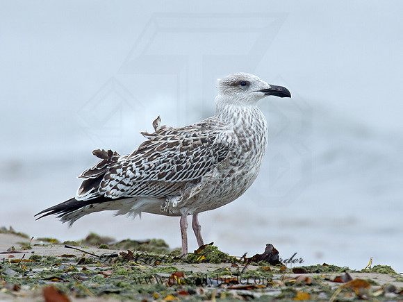 Larus marinus  GREAT BLACK-BACKED GULL 9016242z