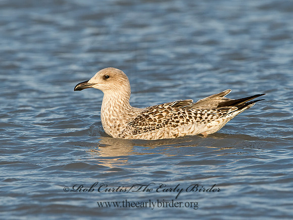 Larus marinus  GREAT BLACK-BACKED GULL 9027277z