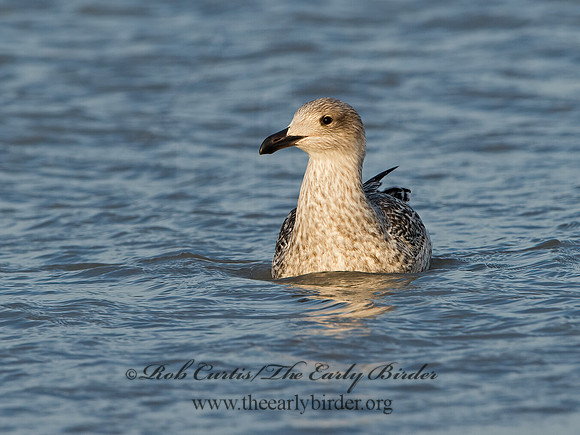 Larus marinus  GREAT BLACK-BACKED GULL 9027278z