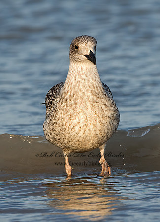 Larus marinus  GREAT BLACK-BACKED GULL 9027282z