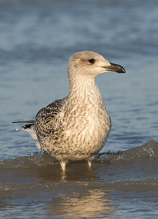 Larus marinus  GREAT BLACK-BACKED GULL 9027286z