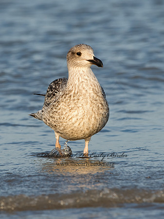Larus marinus  GREAT BLACK-BACKED GULL 9027280z