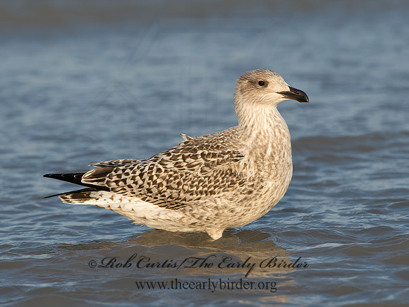 Larus marinus  GREAT BLACK-BACKED GULL 9027287z