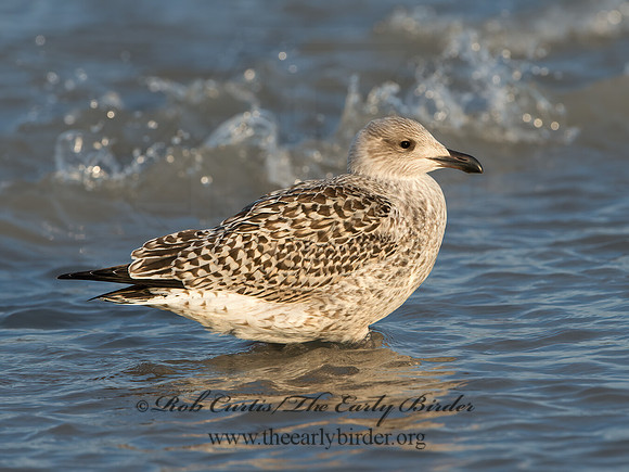 Larus marinus  GREAT BLACK-BACKED GULL 9027294z