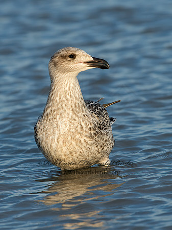 Larus marinus  GREAT BLACK-BACKED GULL 9027302z